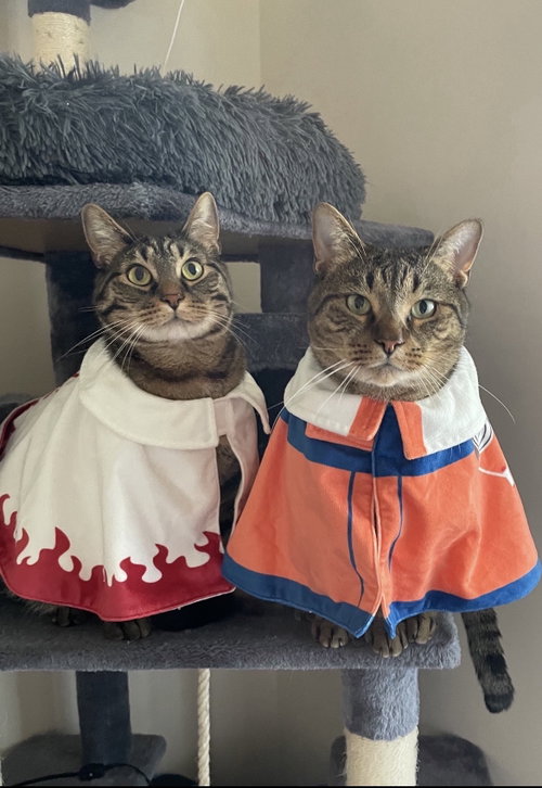 Matteo & Riko **Courtesy Post**, a cat for adoption from Colony Cats (& dogs)