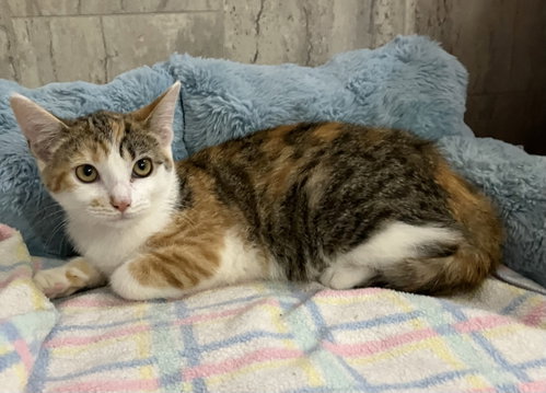 MADELINE - Calico / Domestic Short Hair available for adoption
