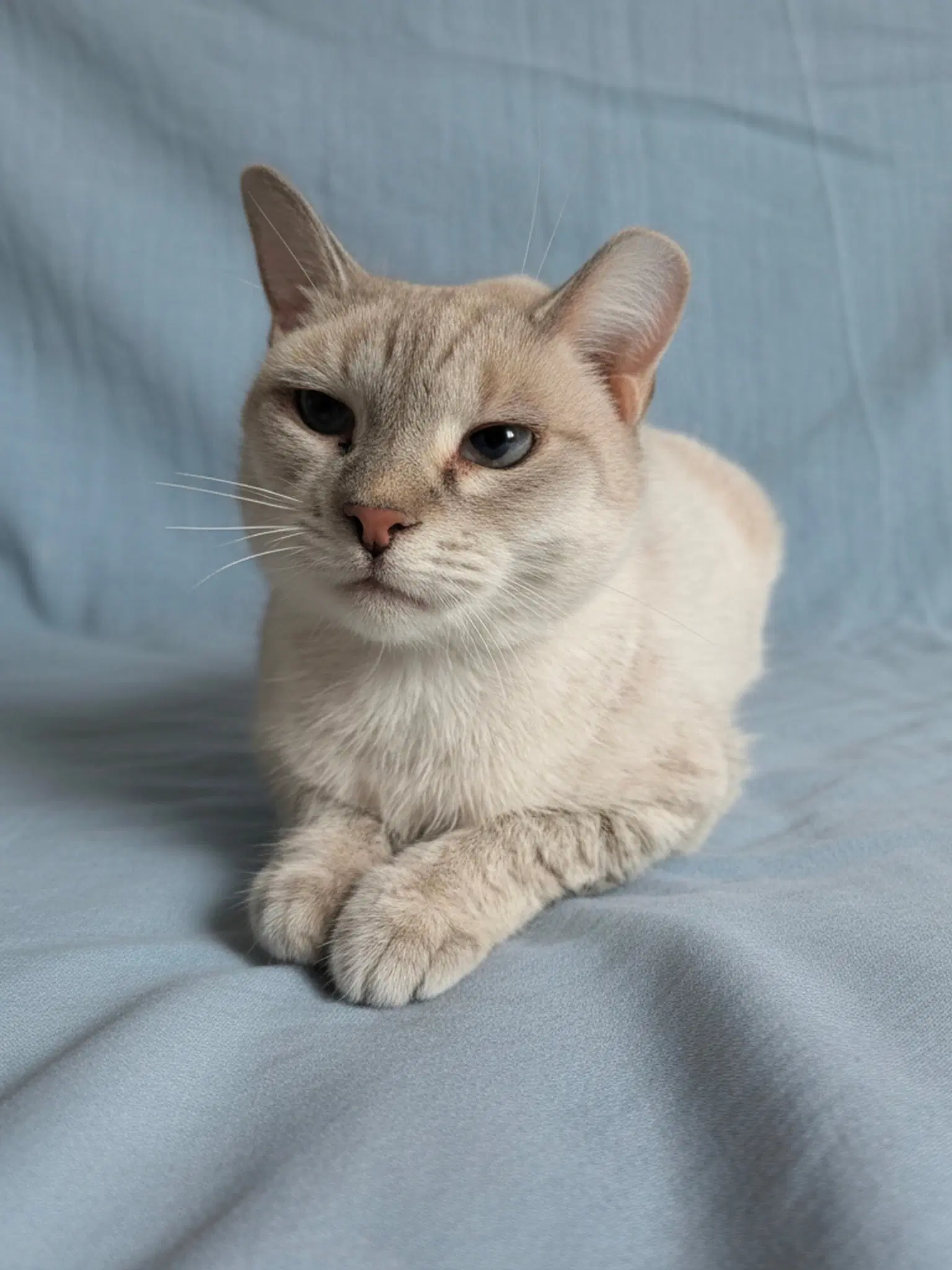 Kyra - Domestic Short Hair