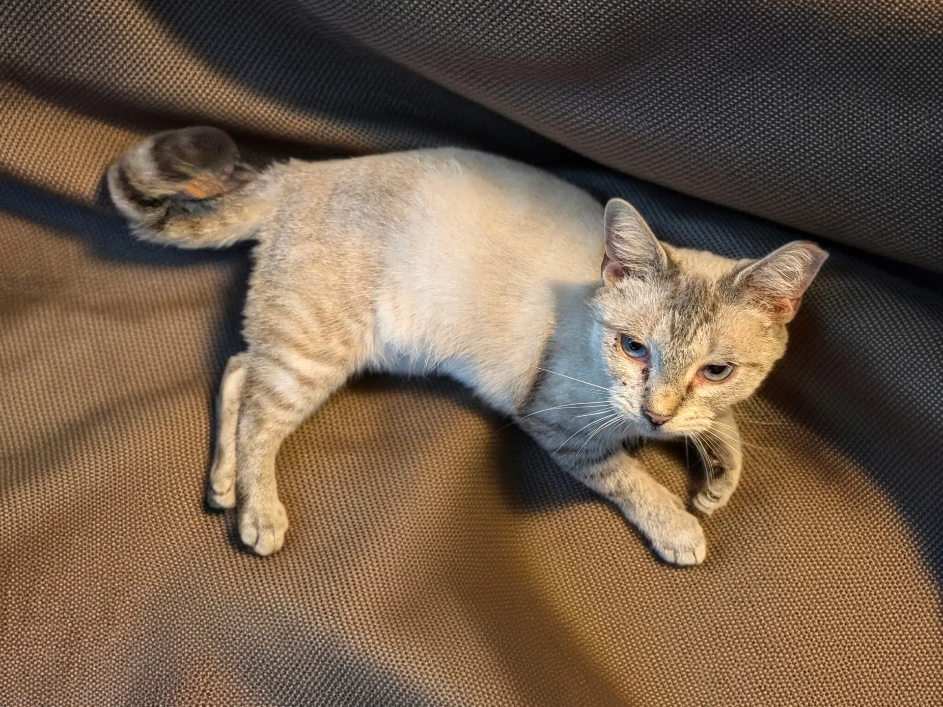 Kyra image 2