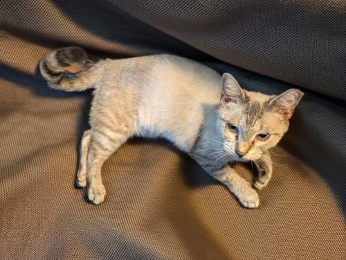 Photo 2 of Kyra