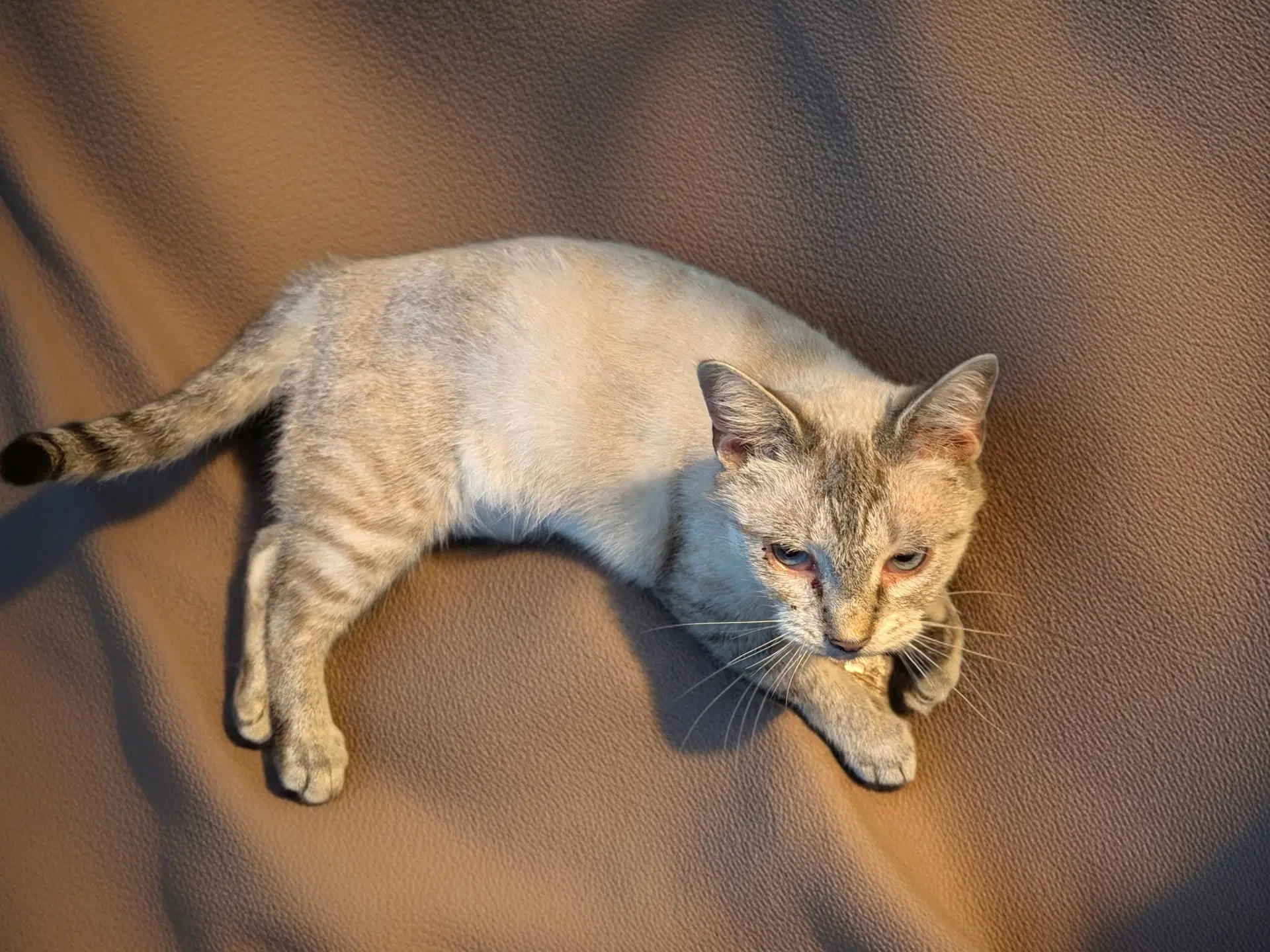Kyra image 3