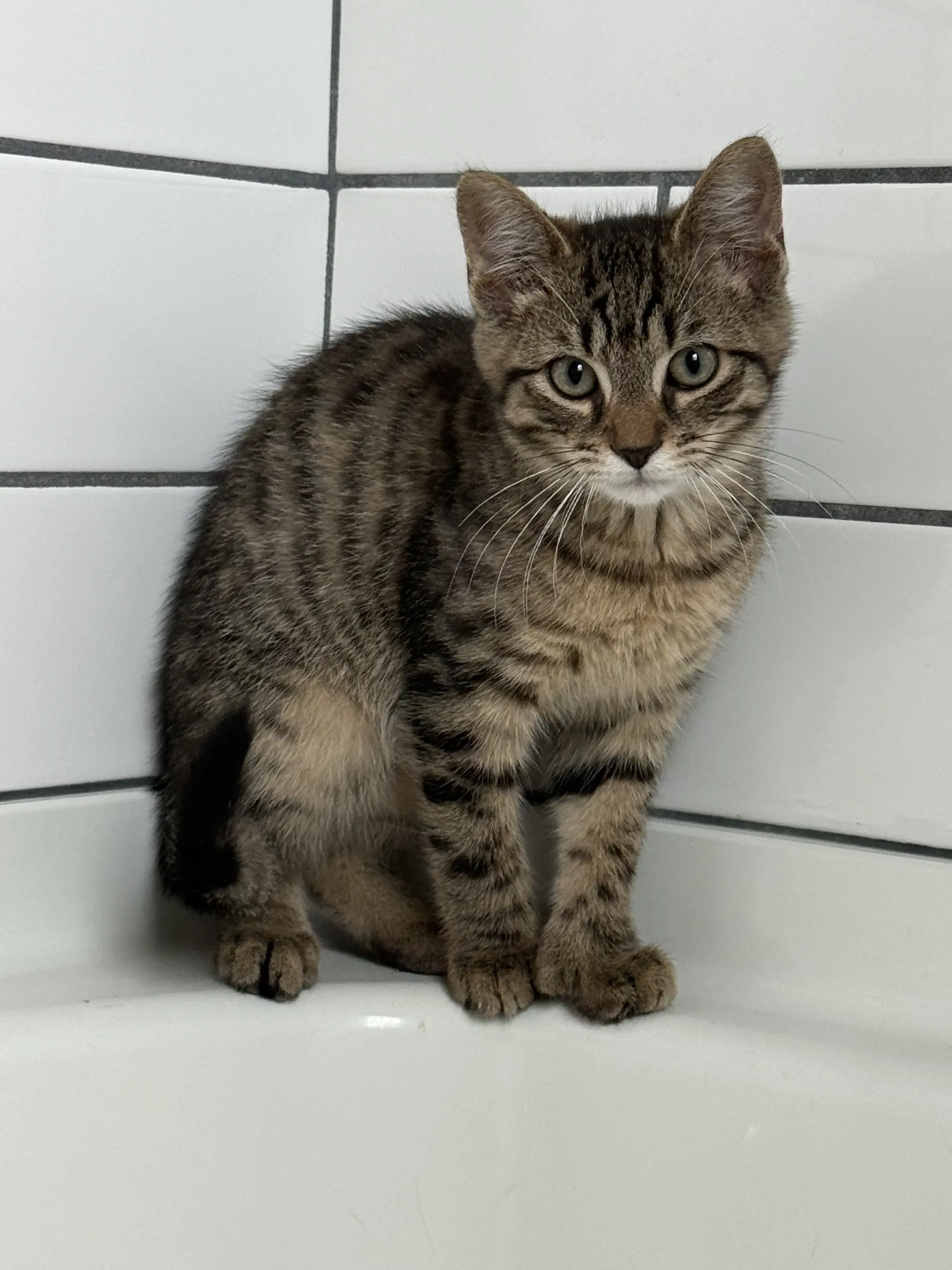 Tiffin - Domestic Short Hair