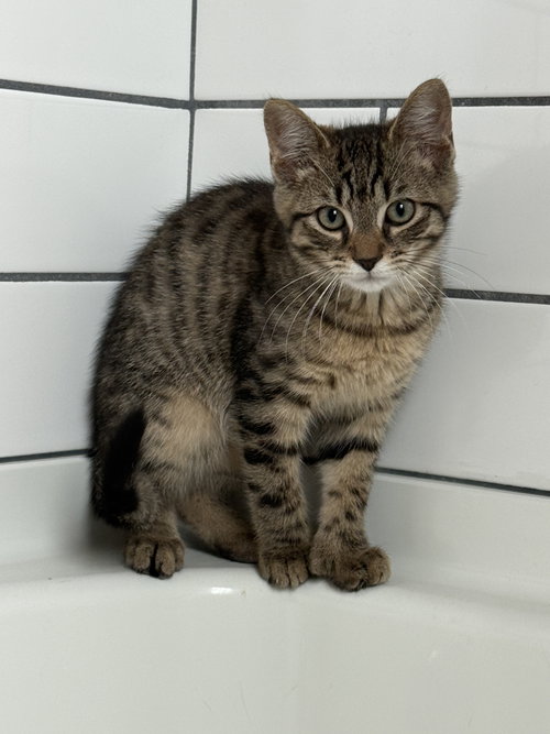 Tiffin, a cat for adoption from Colony Cats (& dogs)
