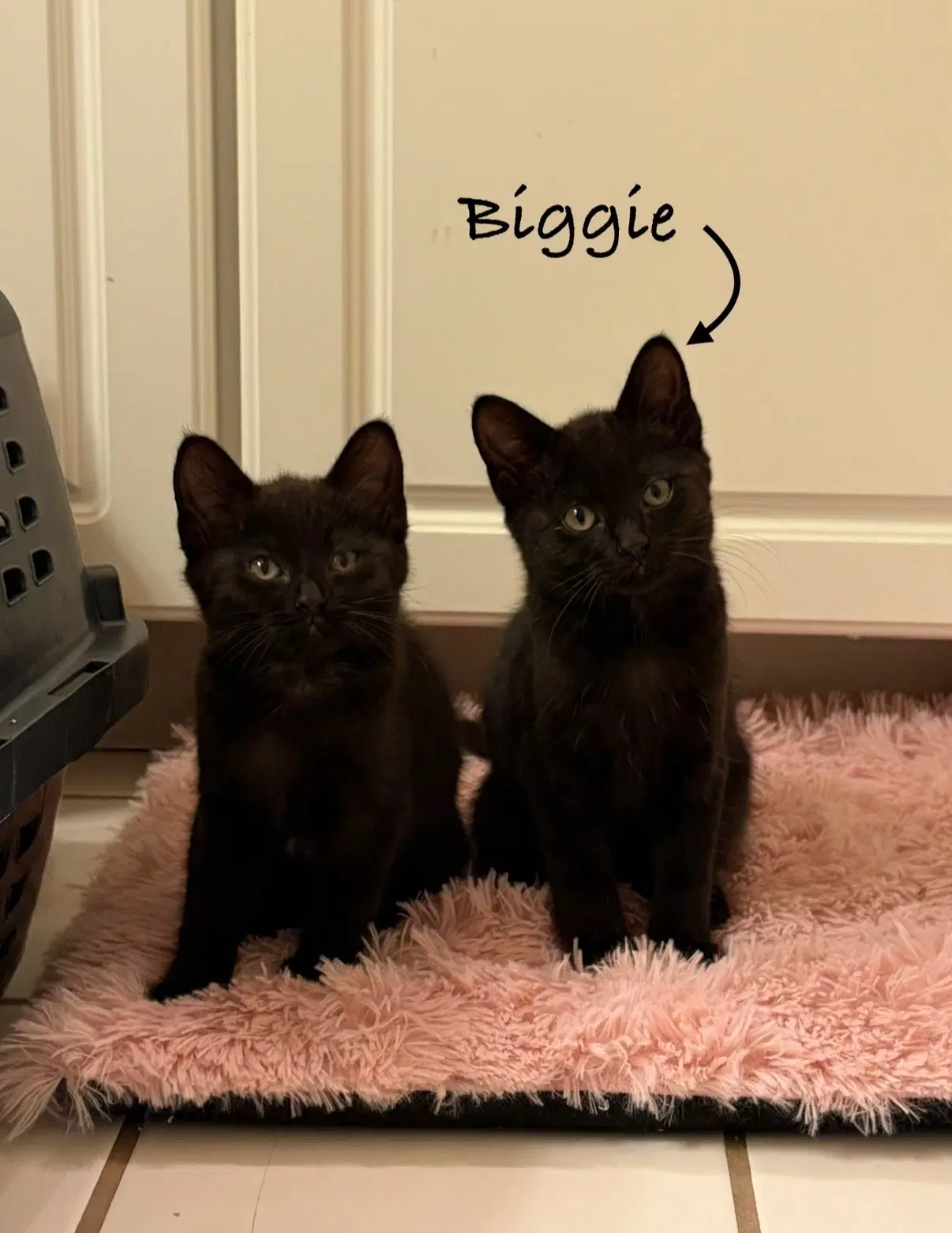 Biggie image 4