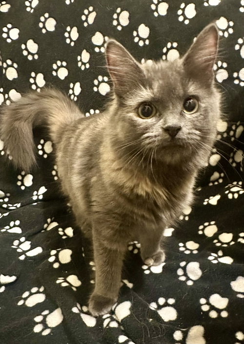 Rainbow Pickle (bonded to Creamsicle), a cat for adoption from Colony Cats (& dogs)