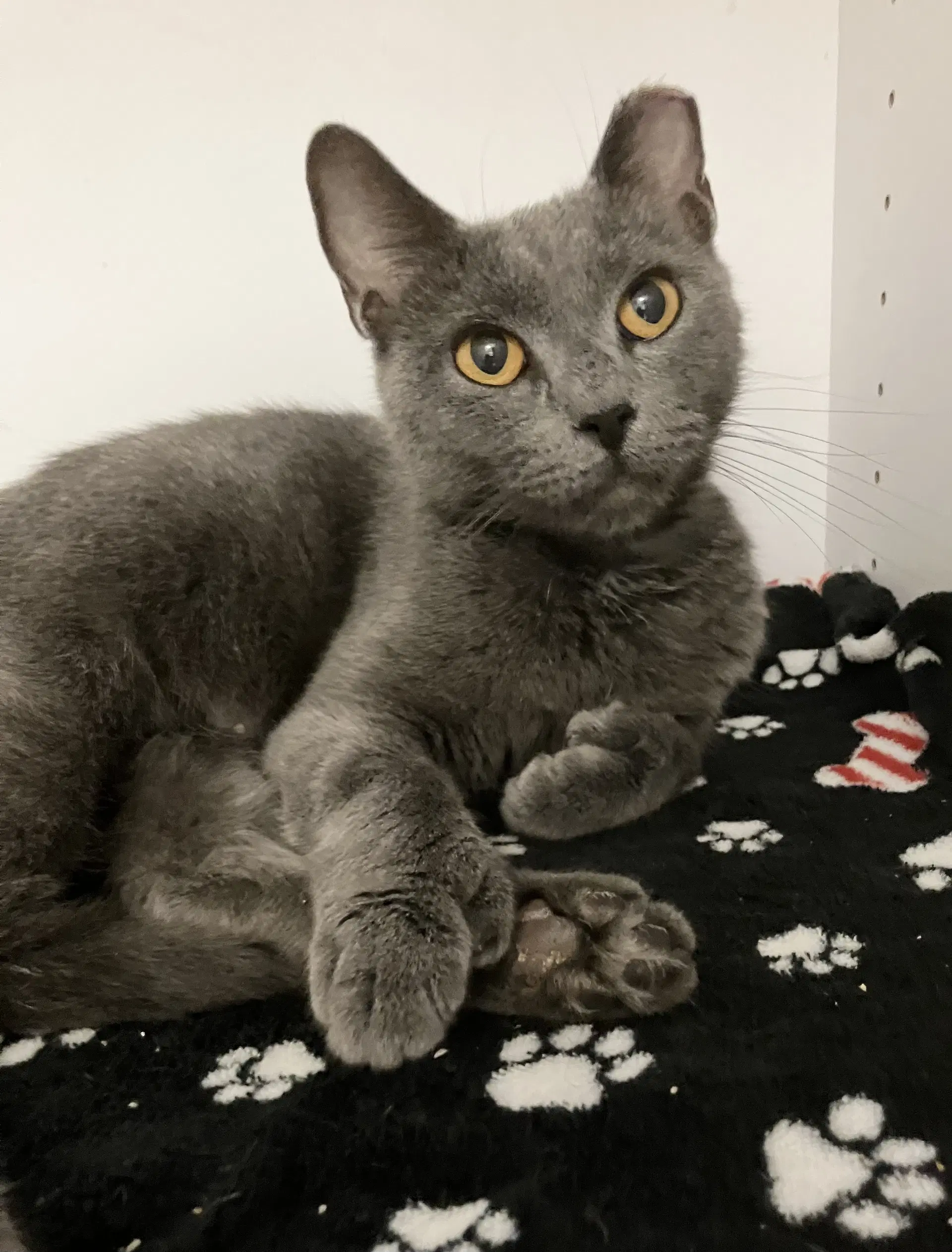 Beverly - Domestic Short Hair