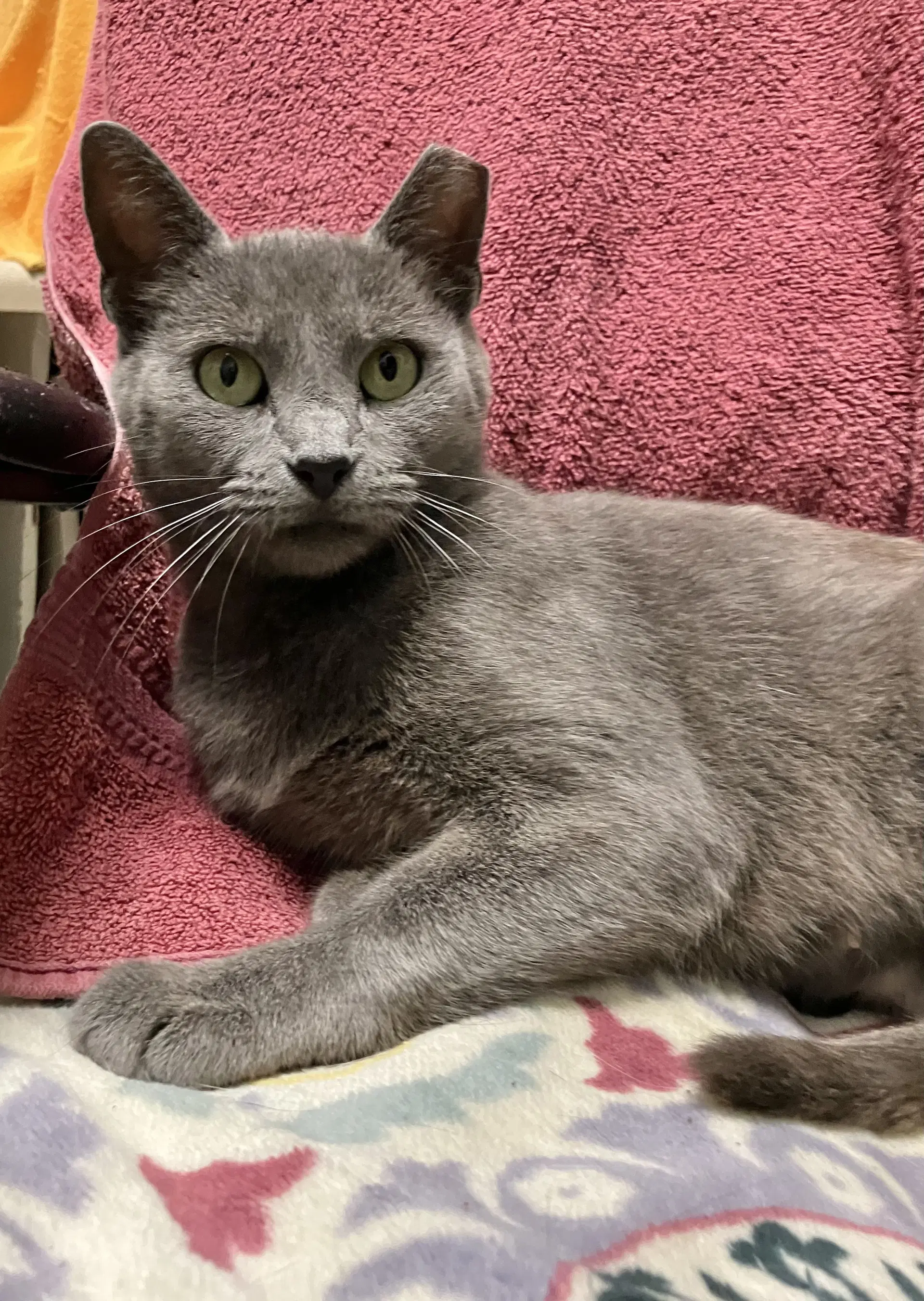 Janice - Domestic Short Hair