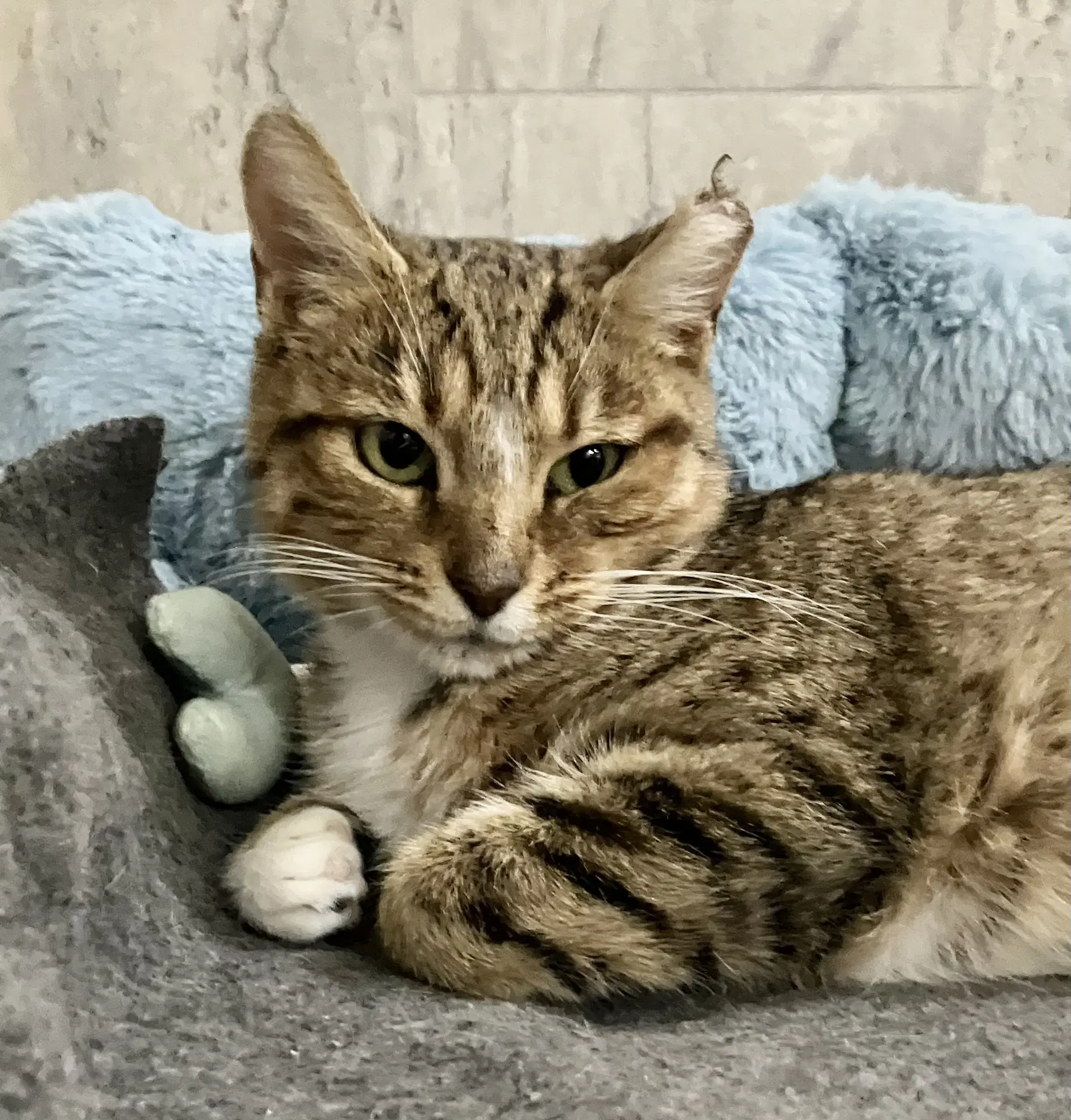 Doris - Tabby