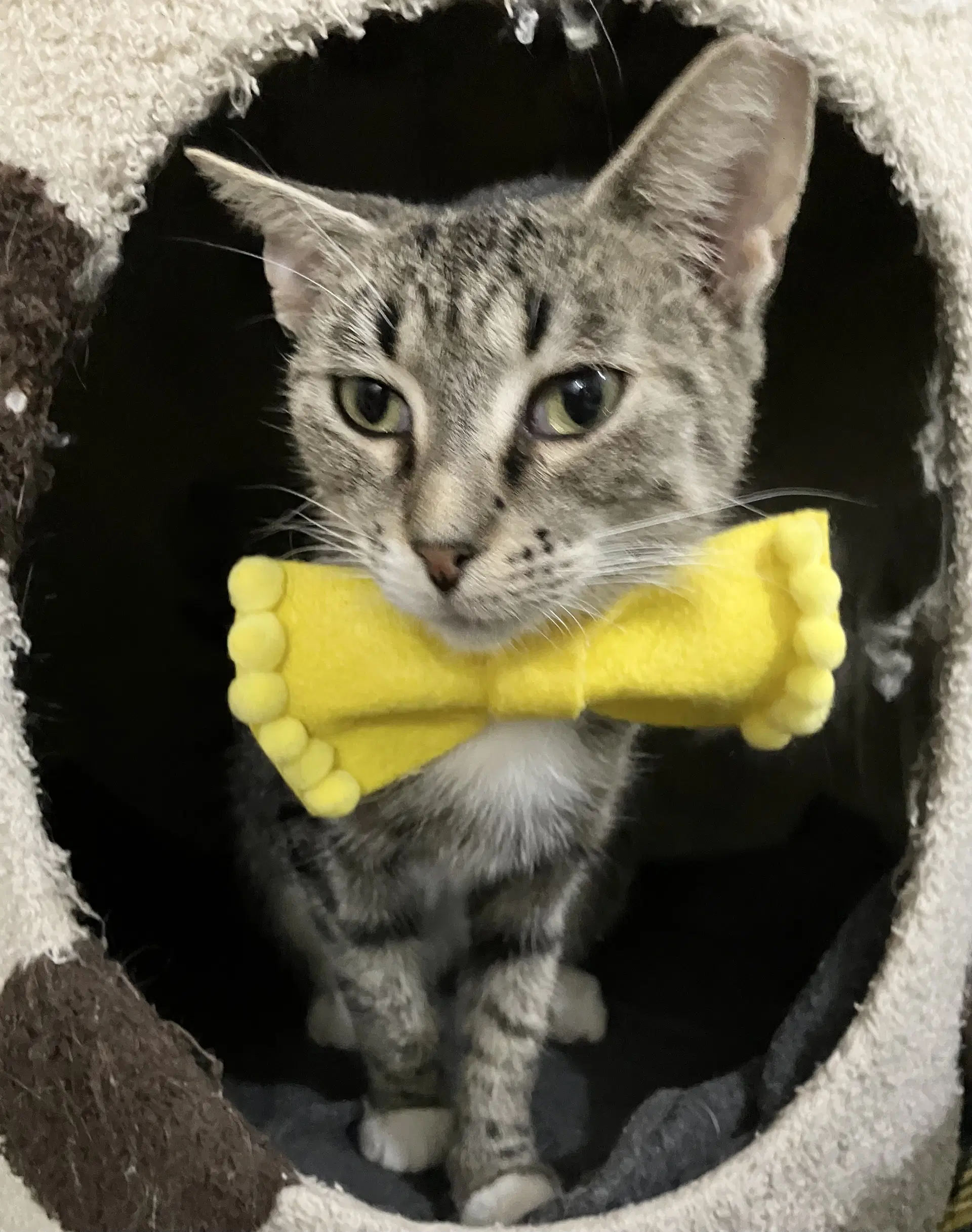 Naomi - Tabby