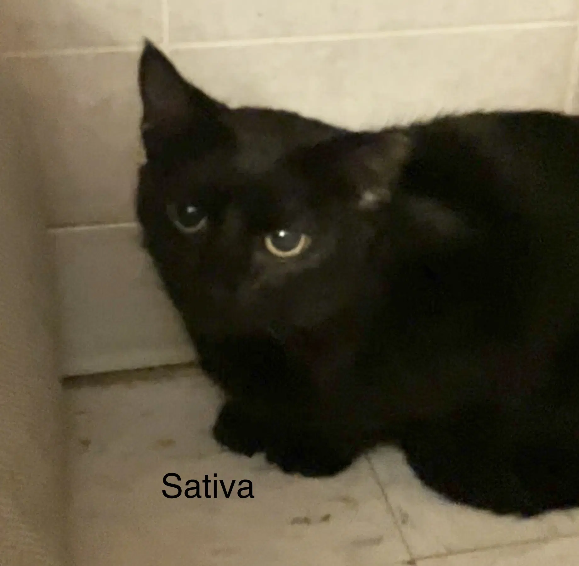 Sativa image 1