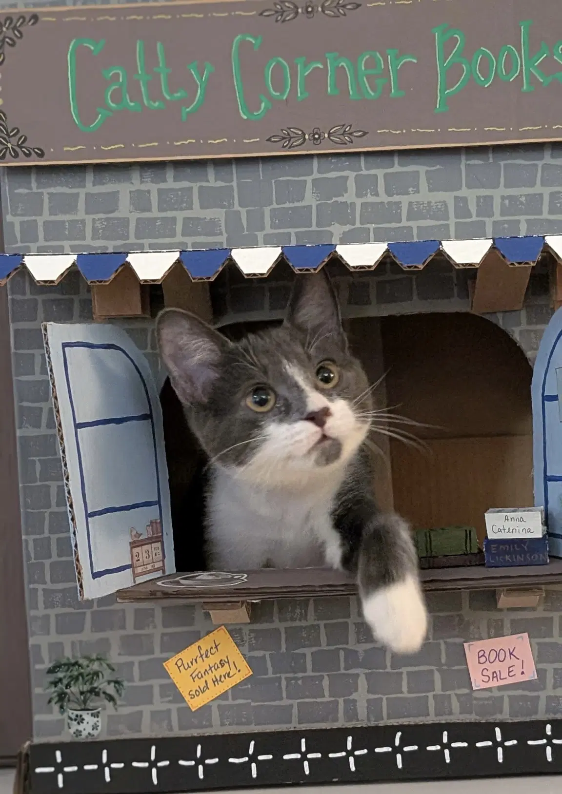 Butterball - Domestic Short Hair