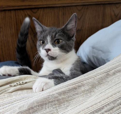 Photo 6 of Butterball