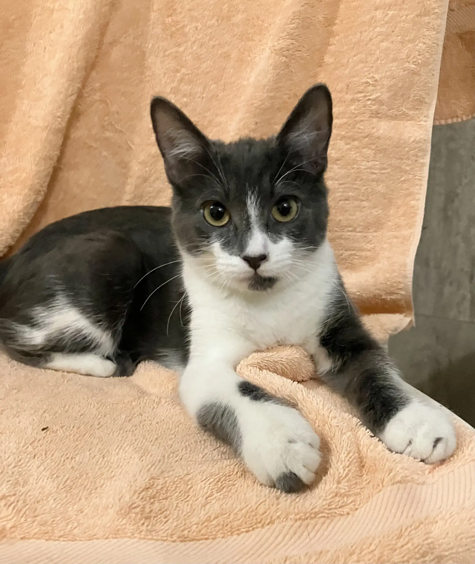 Butterball - Domestic Short Hair