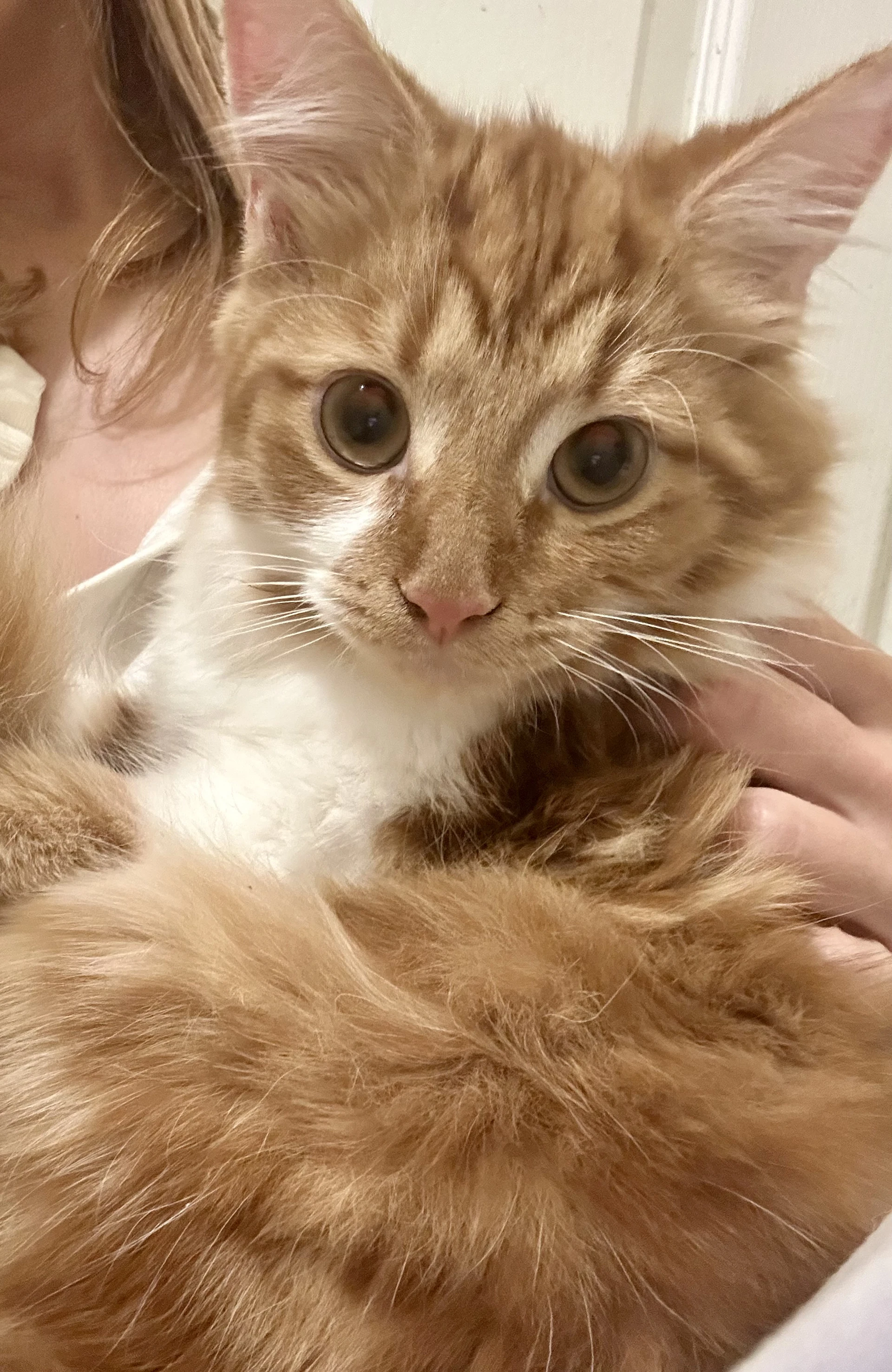 Creamsicle Bonded To Rainbow Pickle