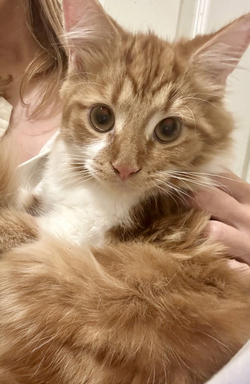 Creamsicle (bonded to Rainbow Pickle), a cat for adoption from Colony Cats (& dogs)