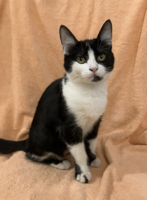 picture of the cat needing adoption