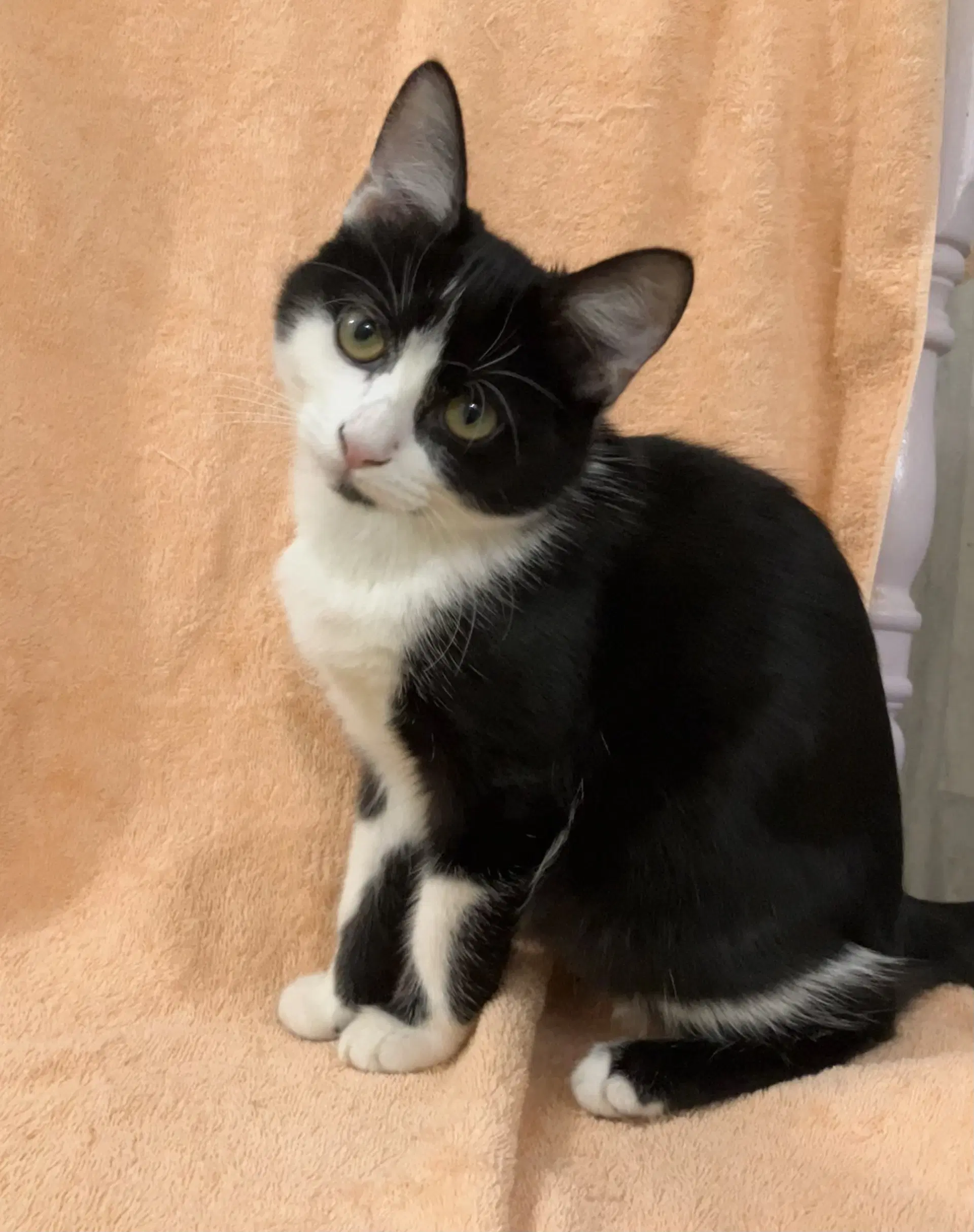 Cleo image 3