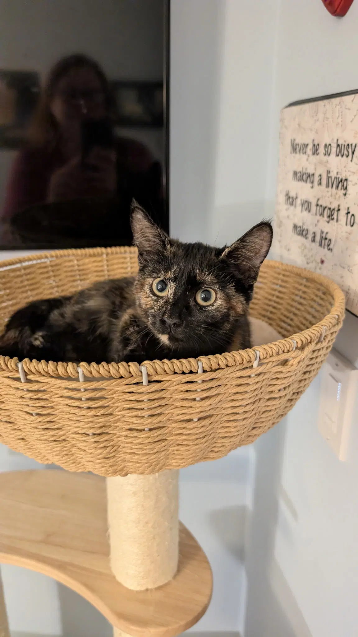 Scout - Domestic Short Hair