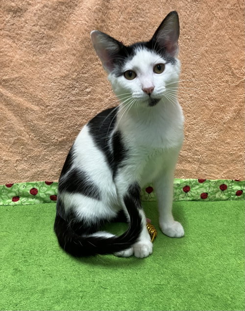 picture of the cat needing adoption