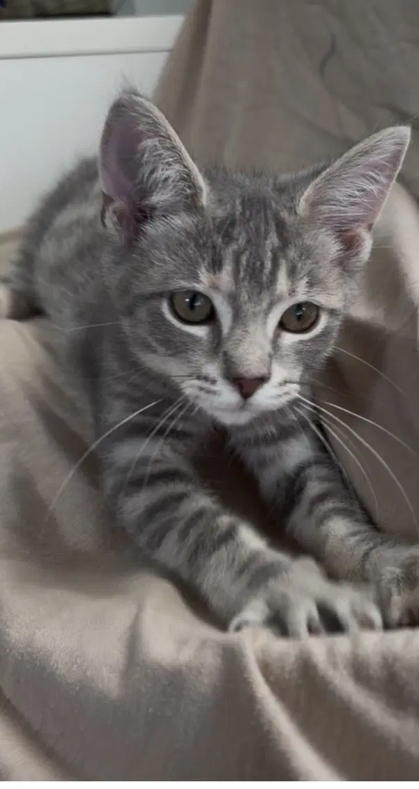 Kanga - Domestic Short Hair