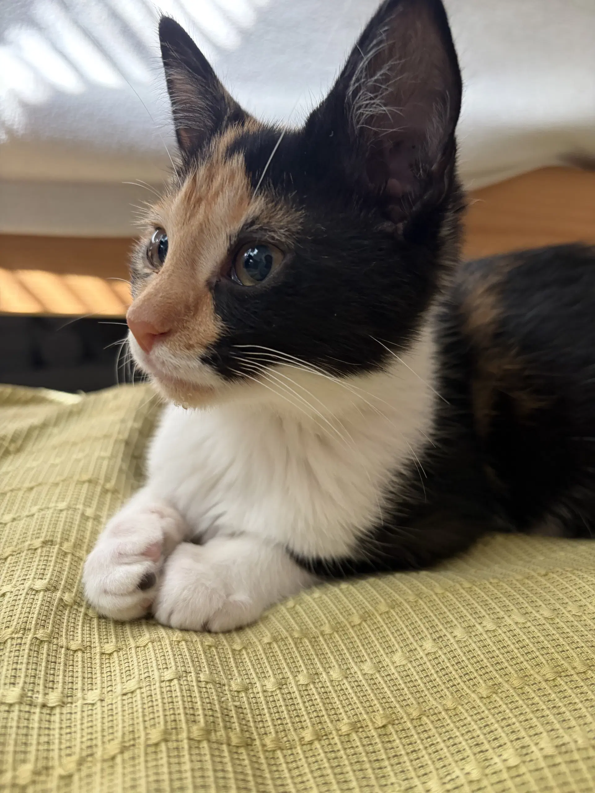 Piglet - Domestic Short Hair