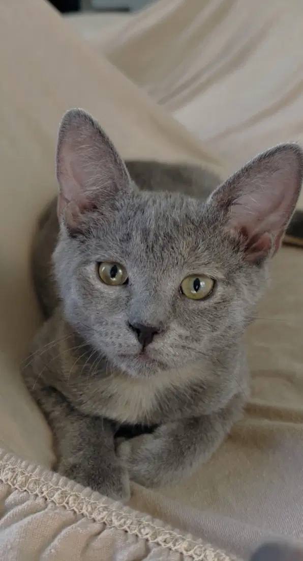 Eyore - Domestic Short Hair