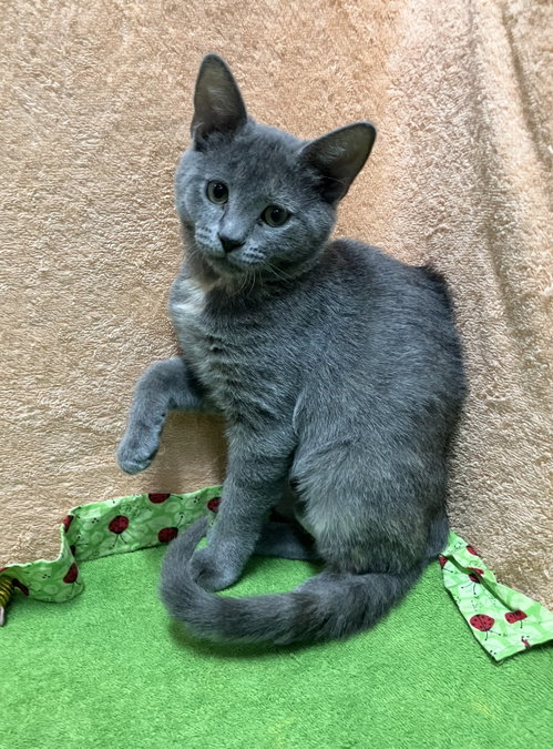 Eyore, a cat for adoption from Colony Cats (& dogs)