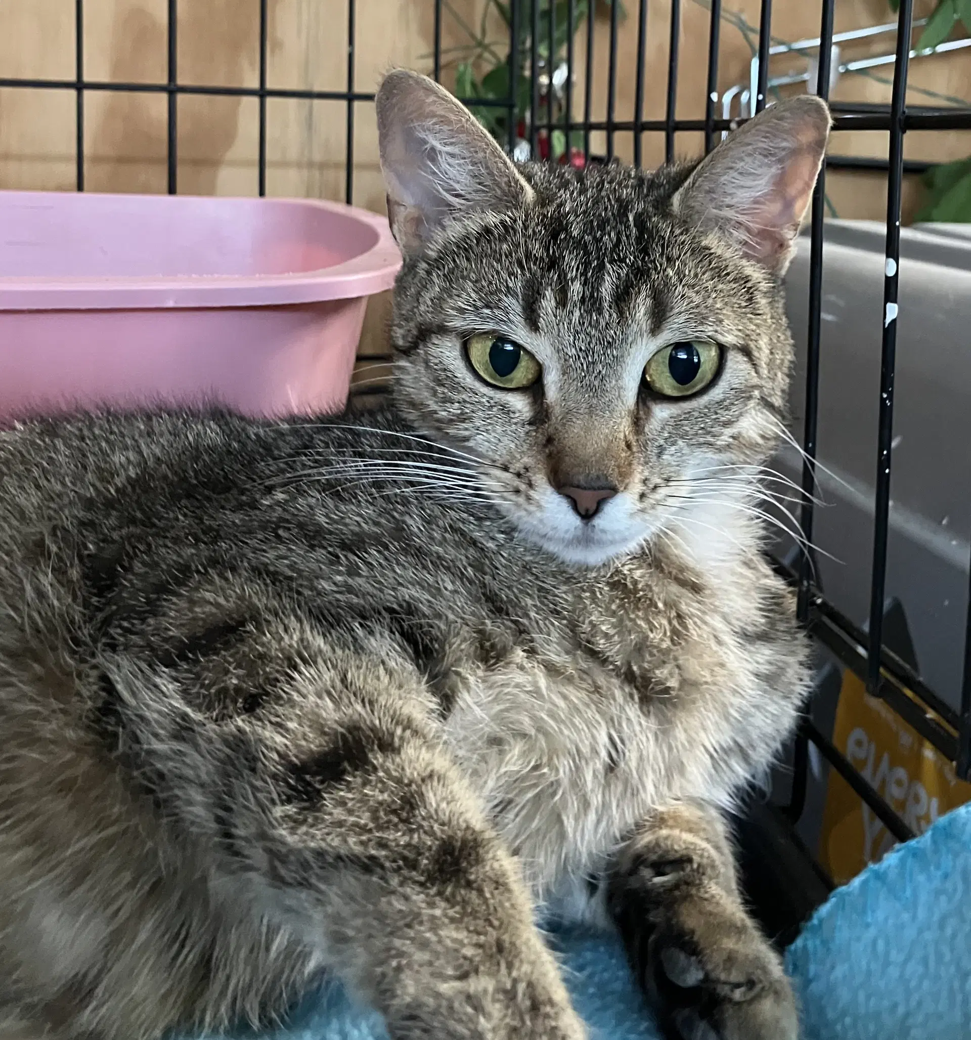 Maeve - Torbie