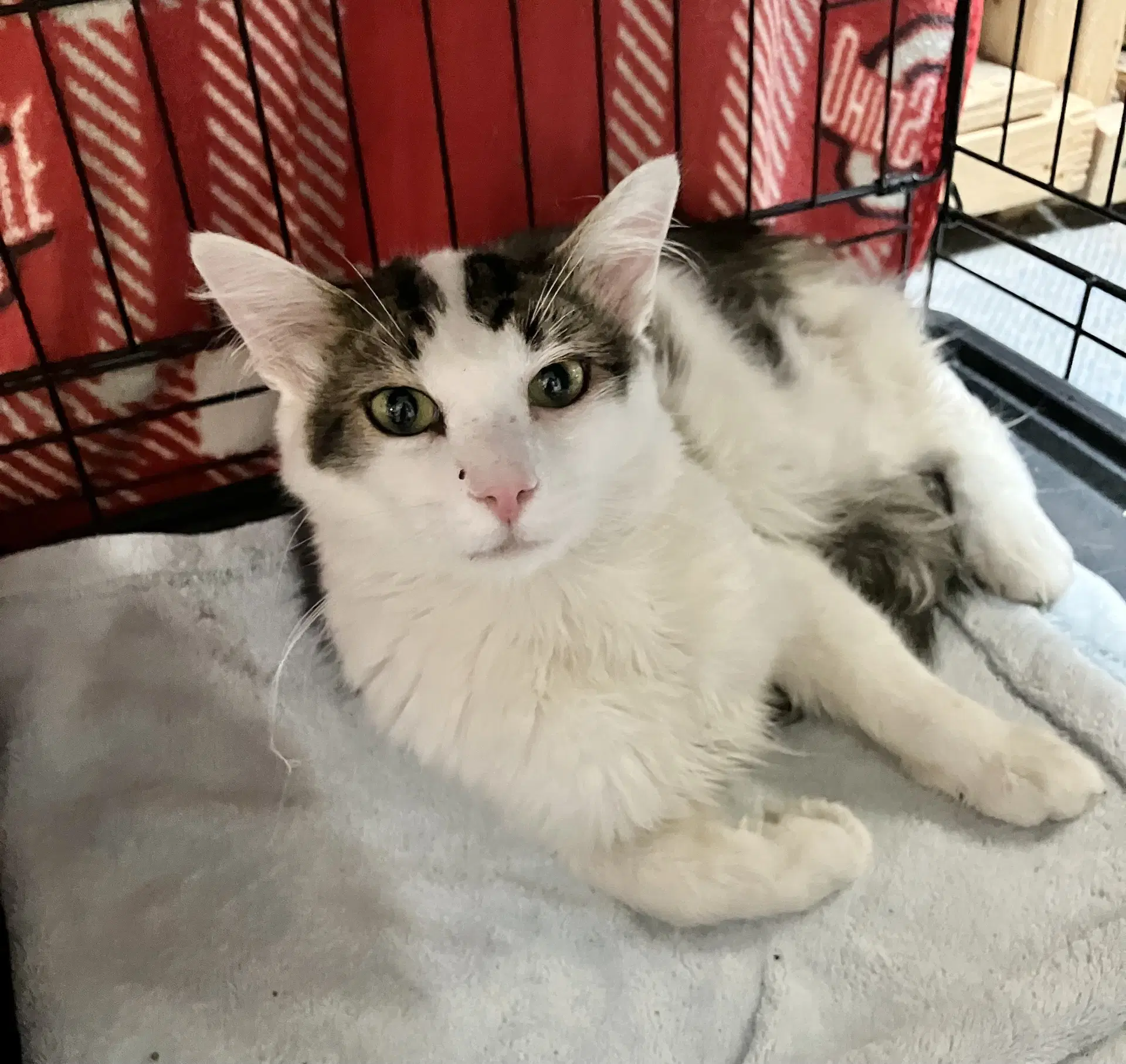 Miguel - Domestic Long Hair