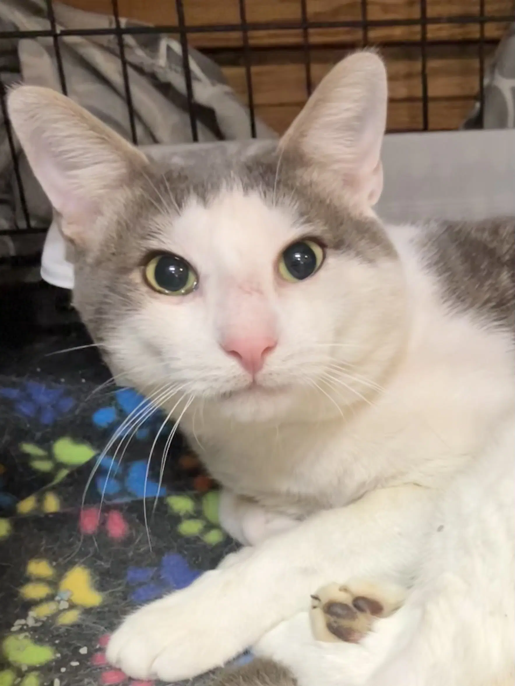 Wilberforce - Domestic Short Hair