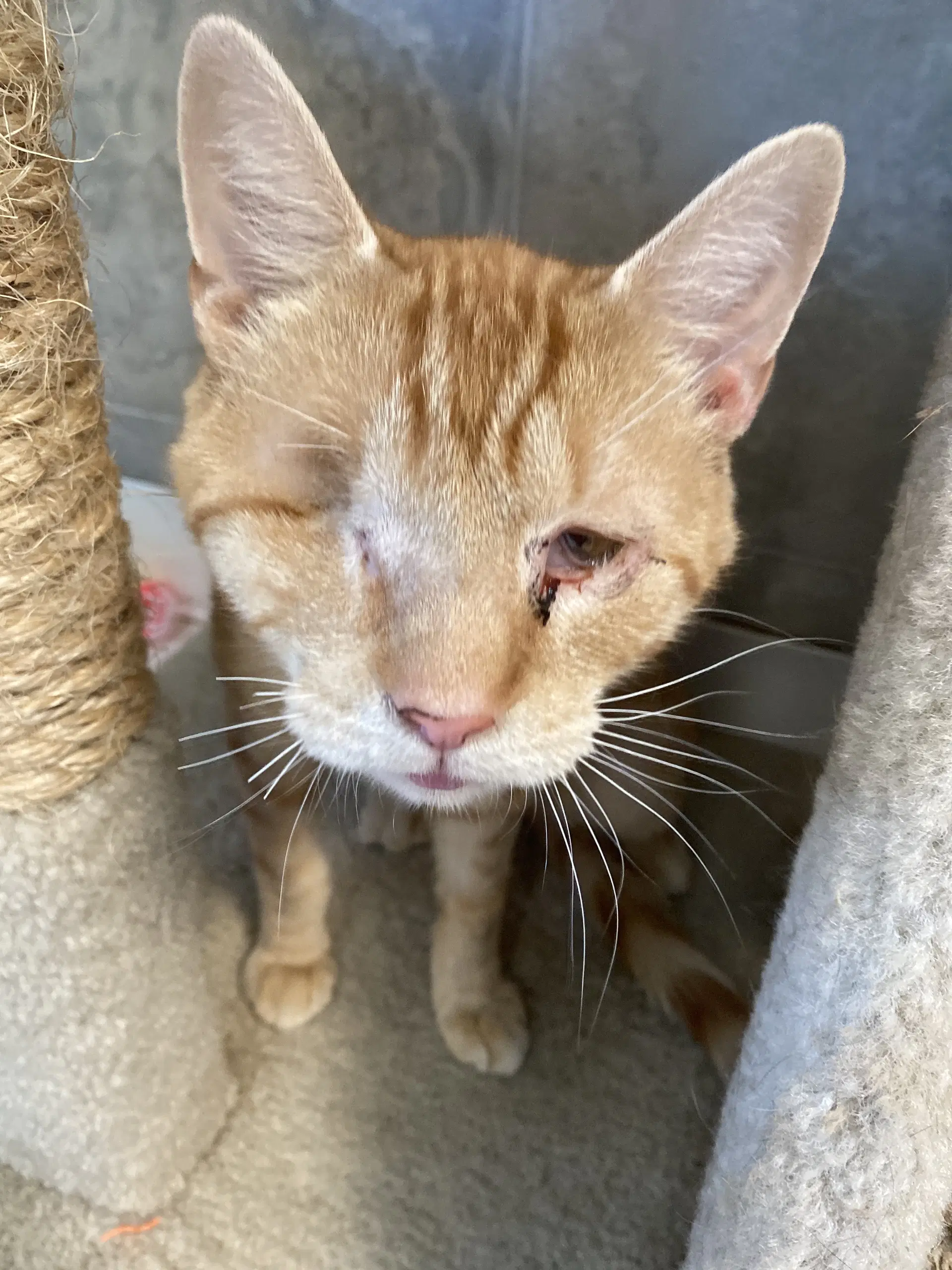 Wilder - Domestic Short Hair