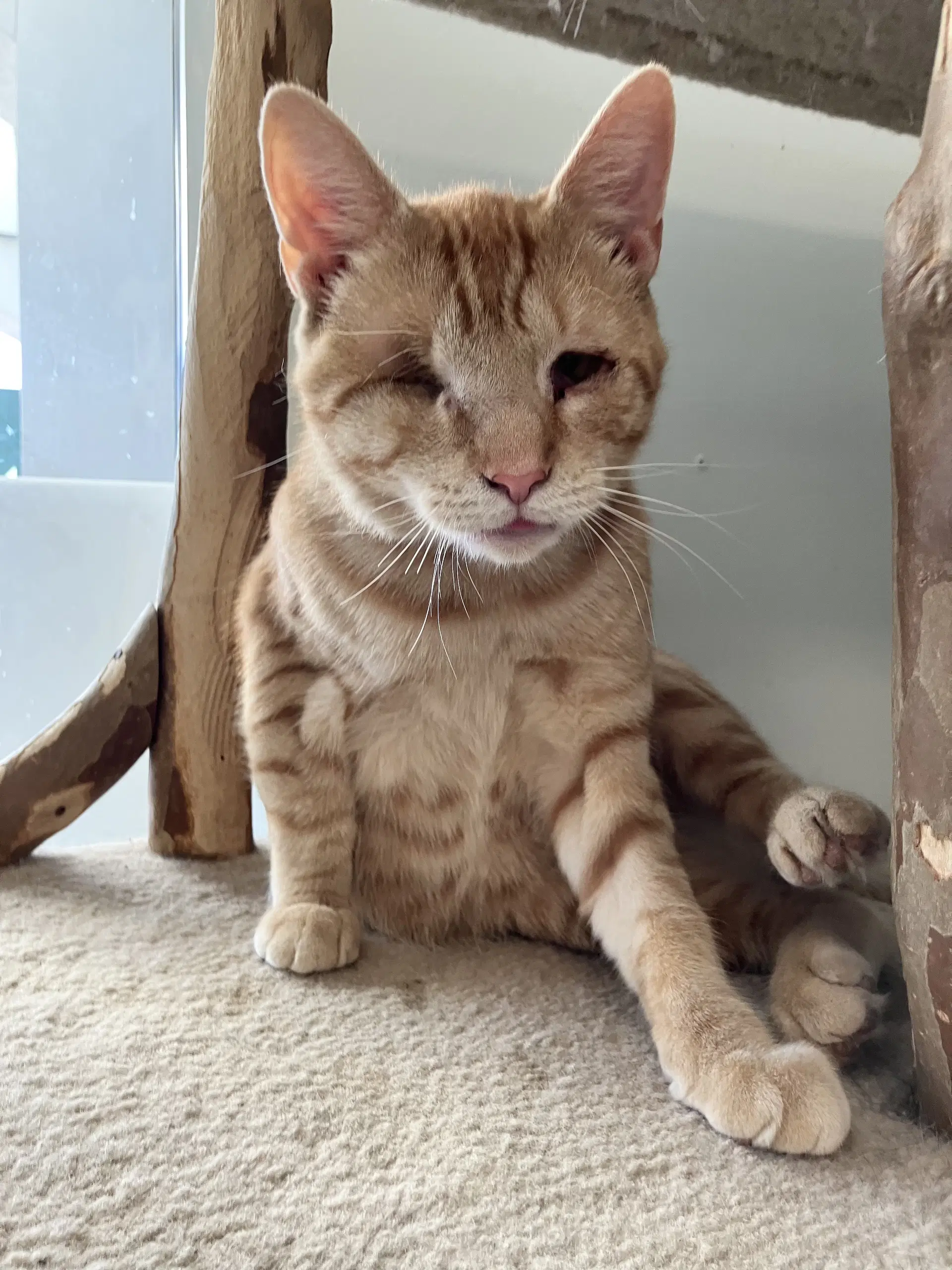 Wilder - Domestic Short Hair
