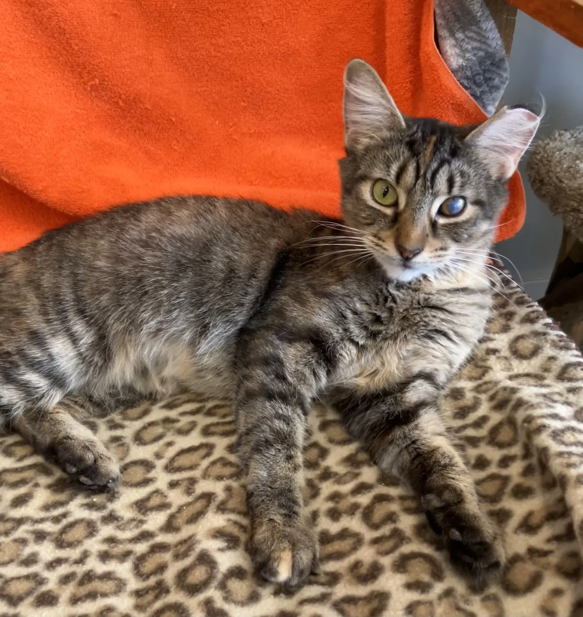 Delores - Domestic Short Hair