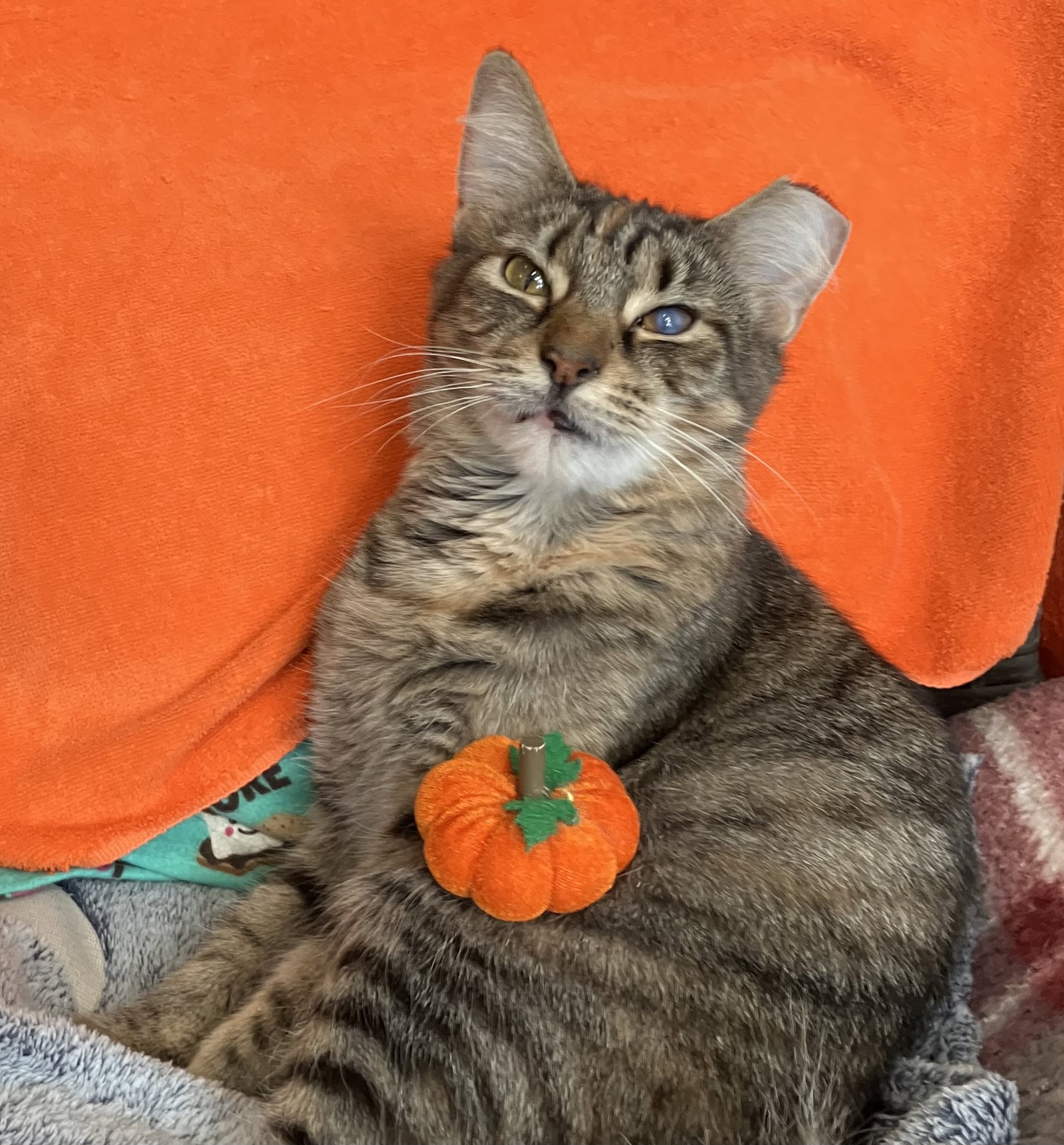 Delores, photo 3