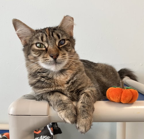 Delores, a cat for adoption from Colony Cats (& dogs)