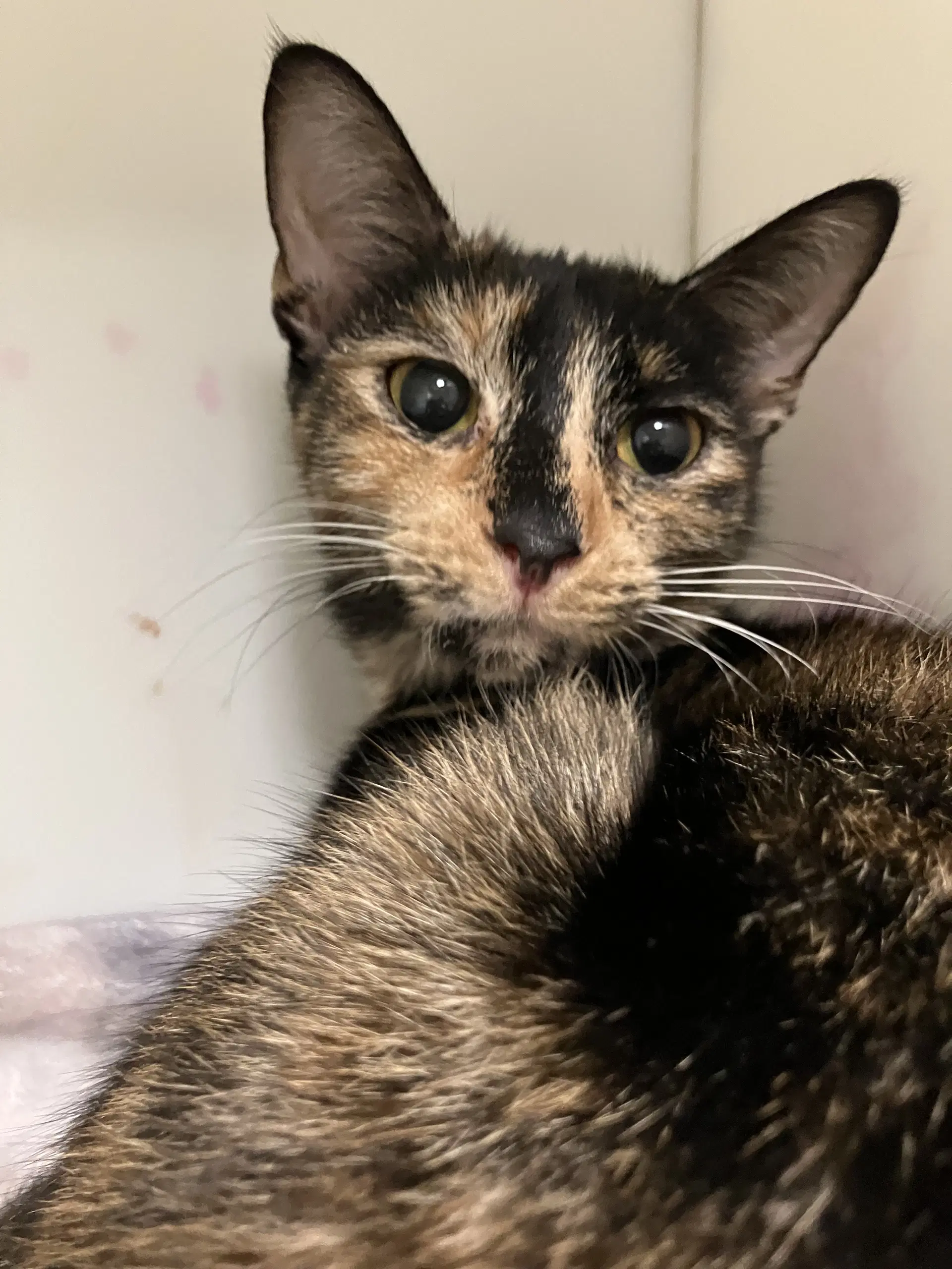 Iris - Domestic Short Hair