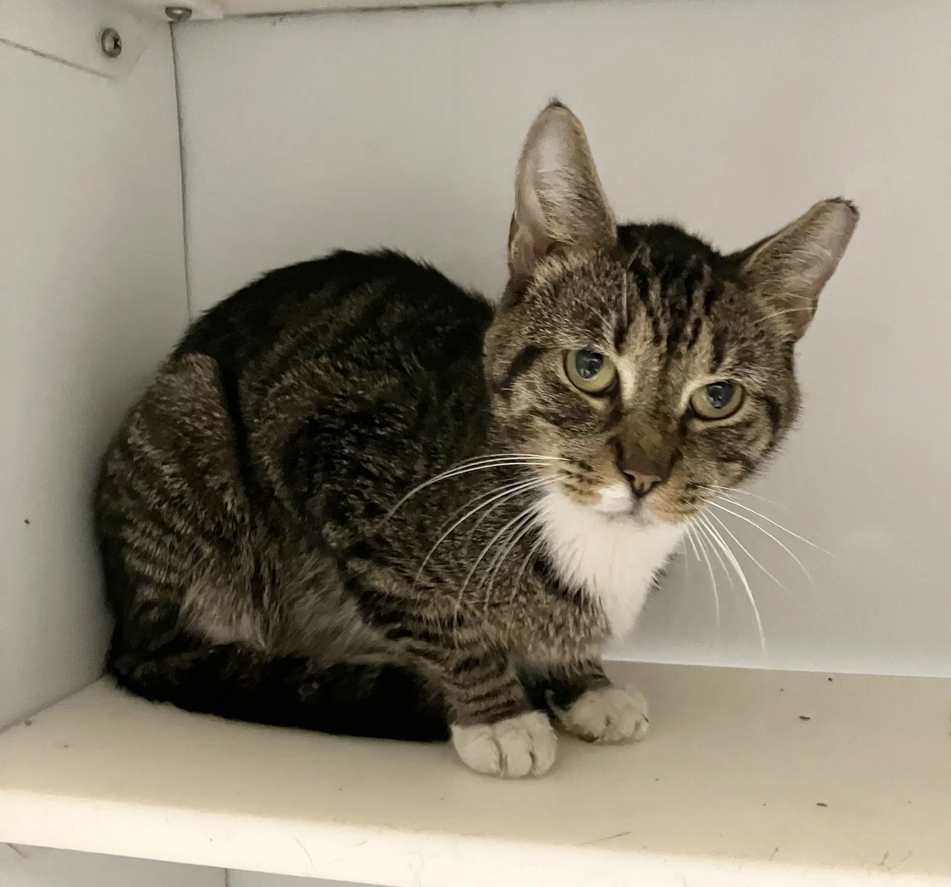 Quibble - Domestic Short Hair
