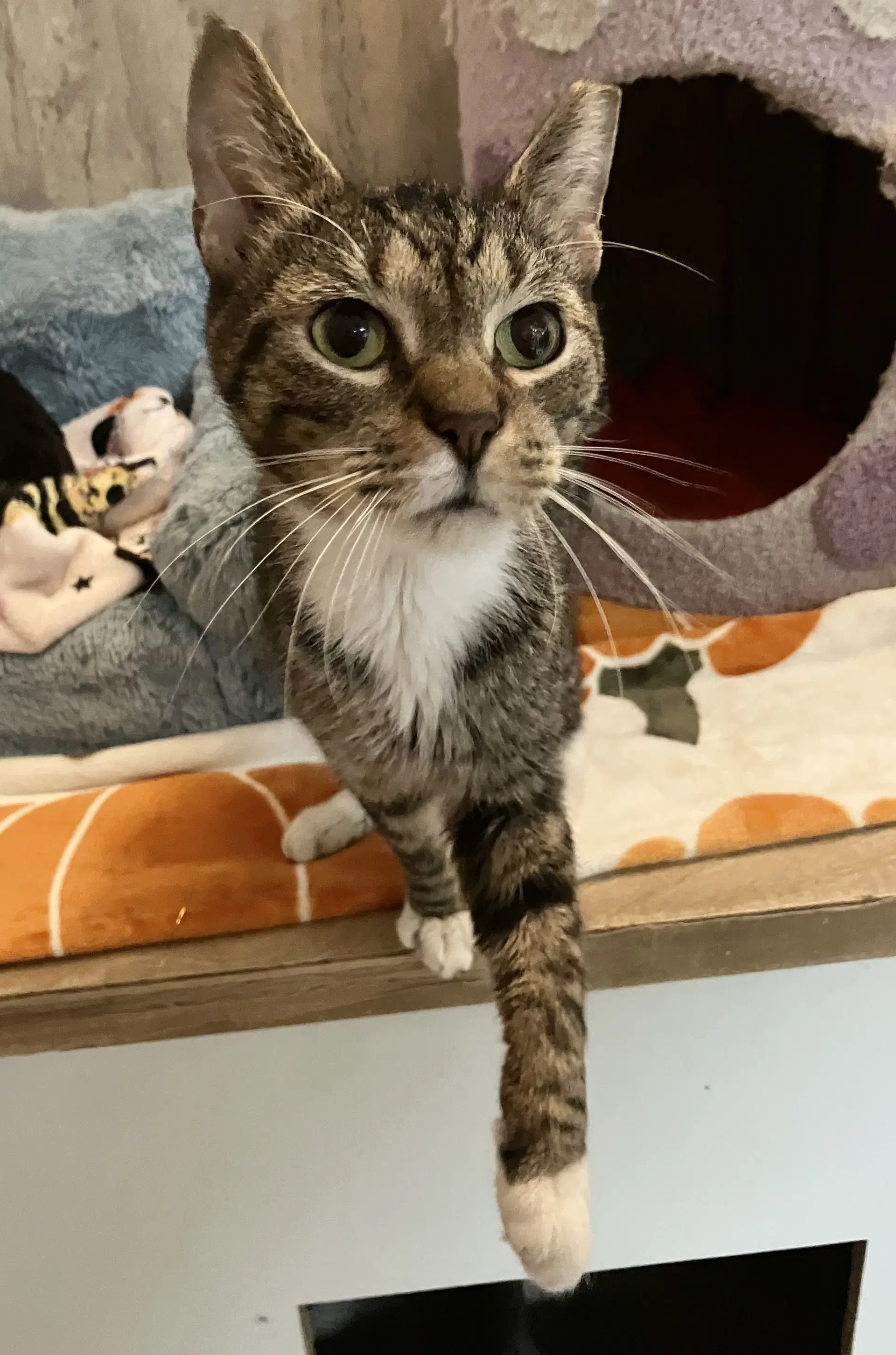Quibble - Kbc - Domestic Short Hair