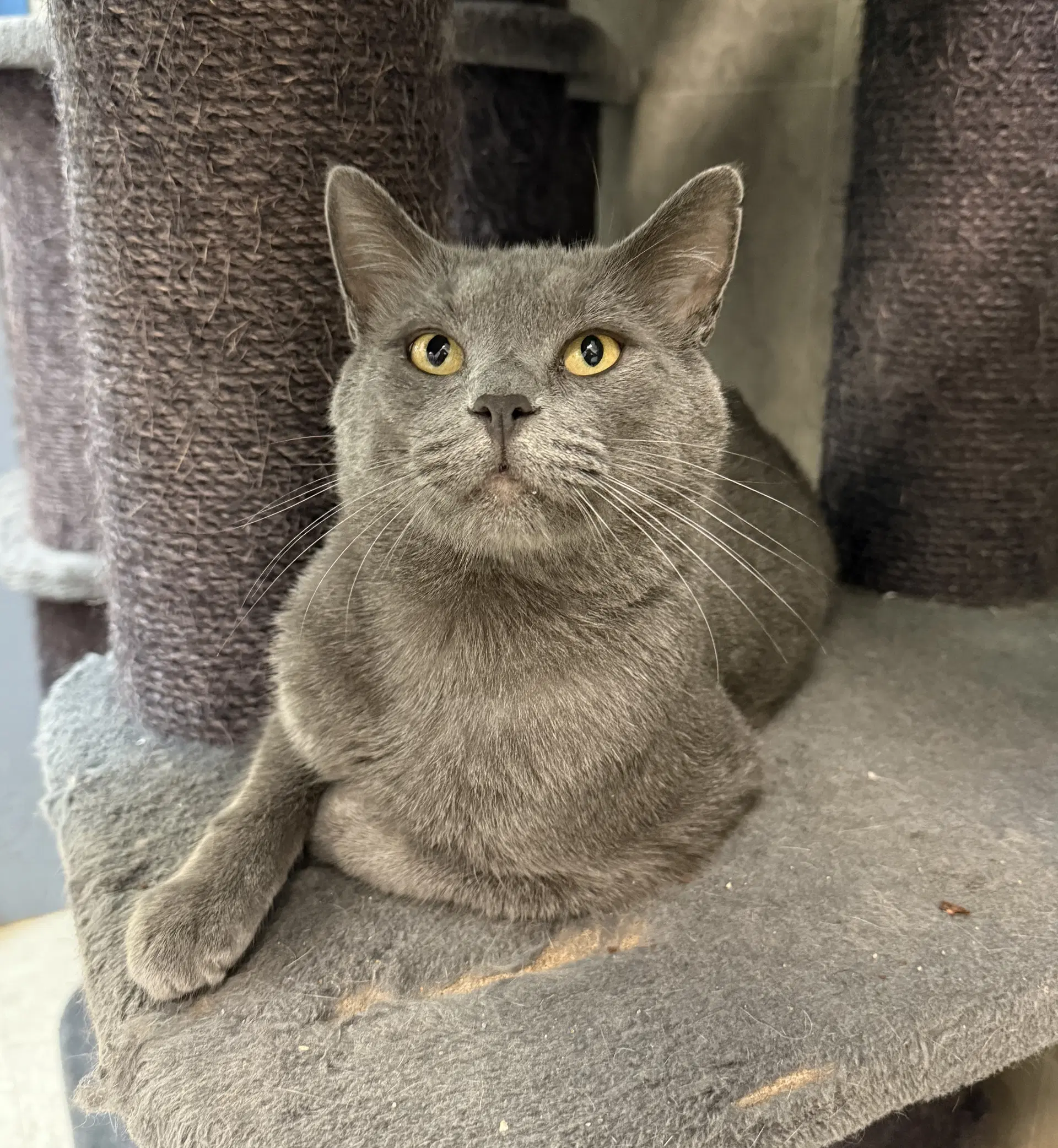 Koopa - Domestic Short Hair