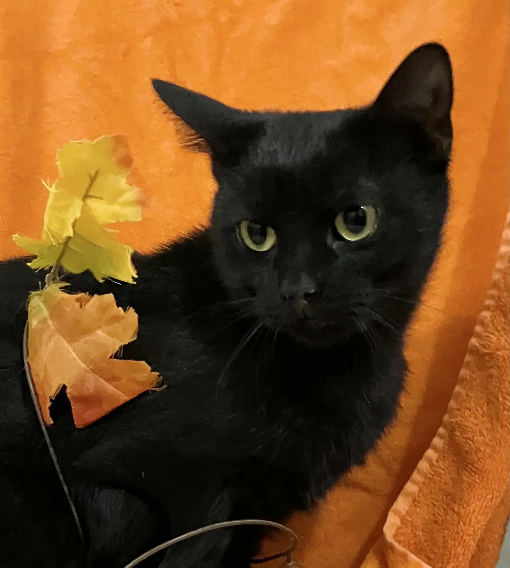 Meera - Domestic Short Hair