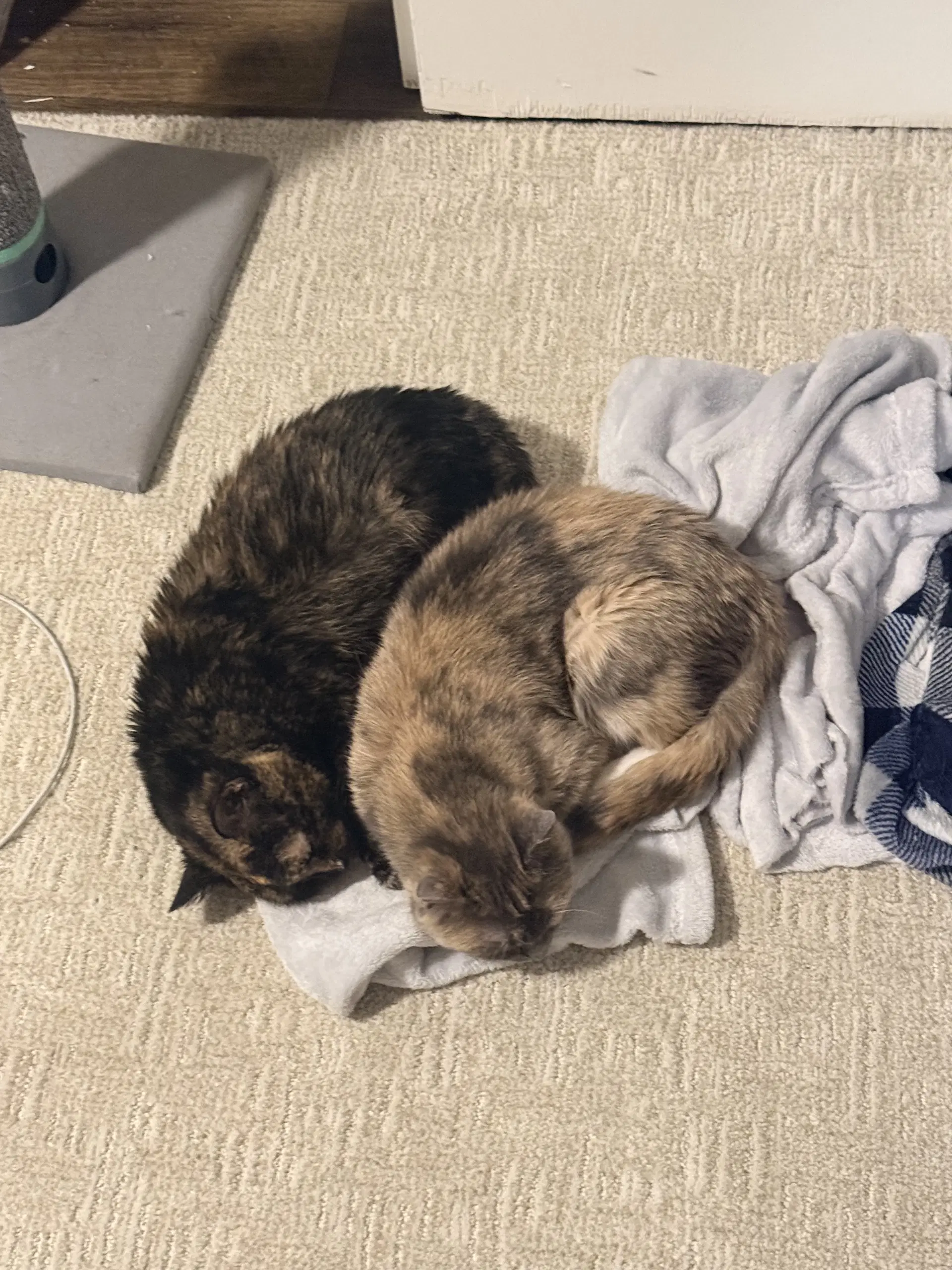 Gaia Bonded To Rhea image 2