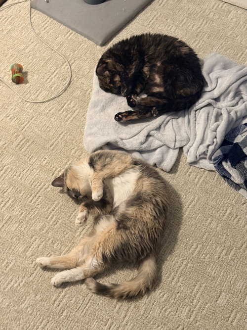 Gaia (bonded to Rhea), a cat for adoption from Colony Cats (& dogs)