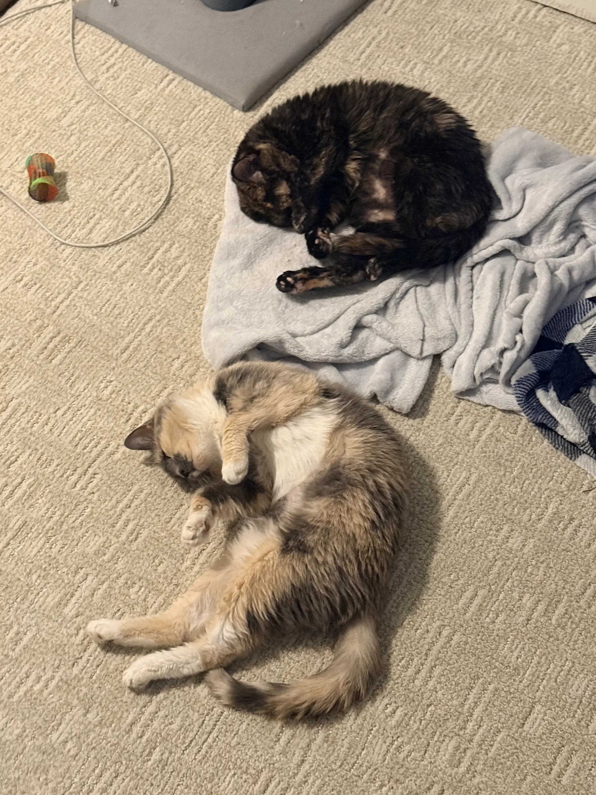 Rhea Bonded To Gaia - Domestic Short Hair