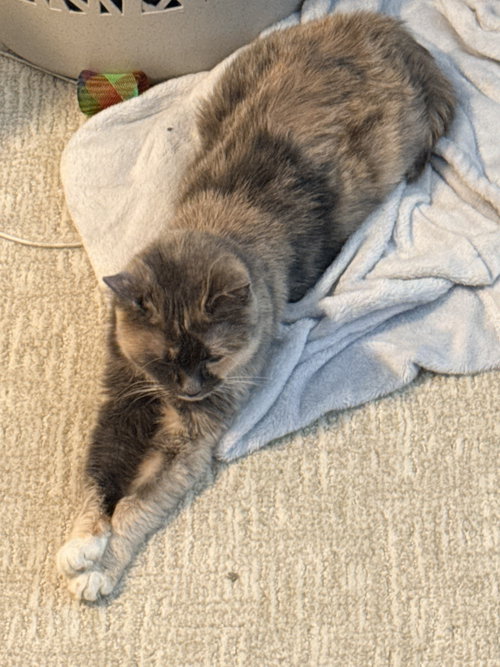 Photo 3 of Rhea (bonded to Gaia)