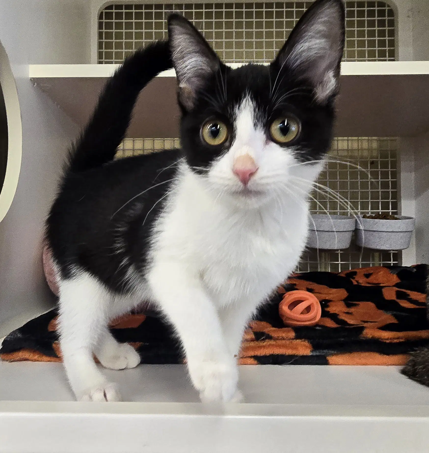 Miss Mayhem - Domestic Short Hair