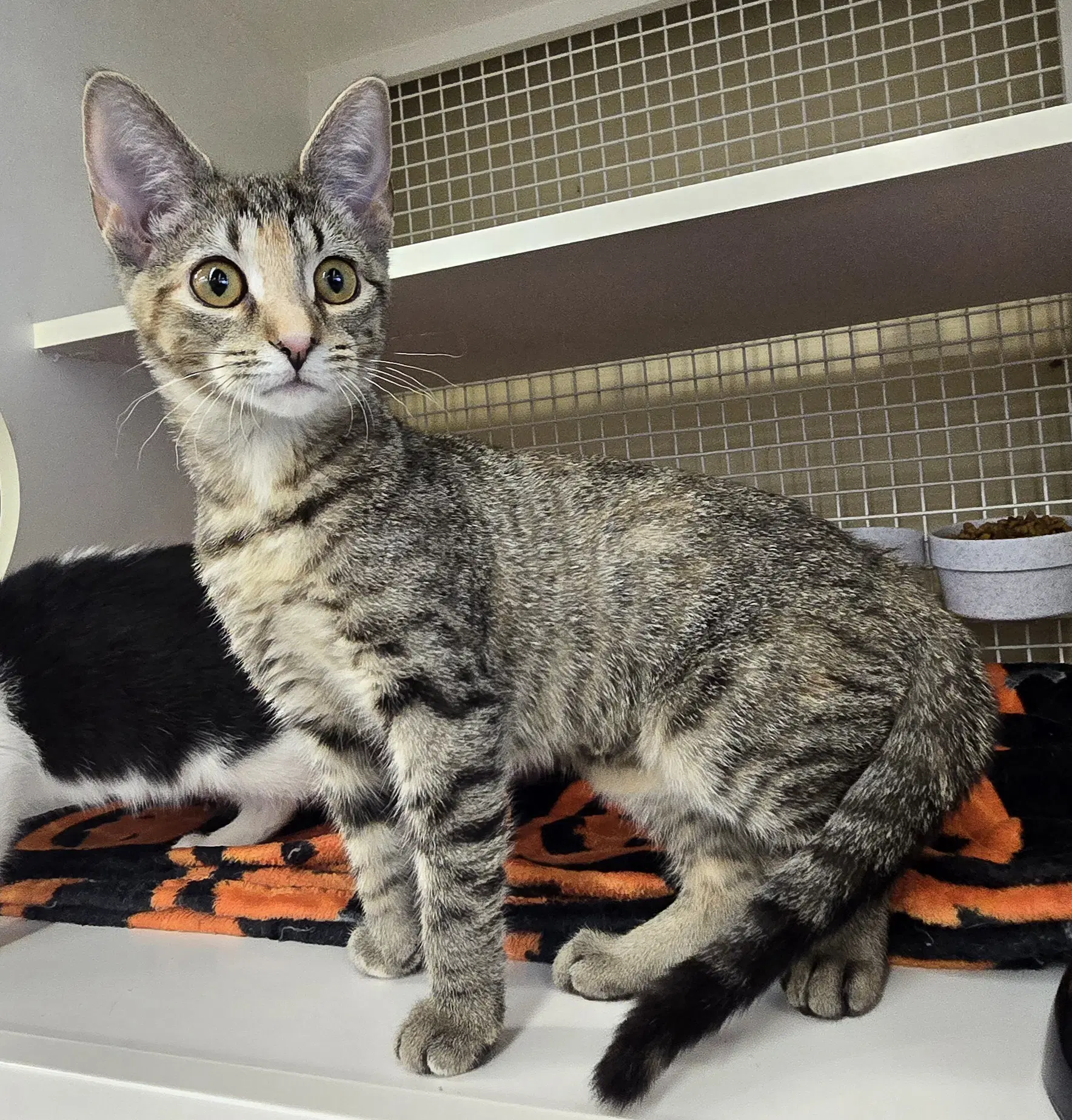 Princess Mischief - Domestic Short Hair