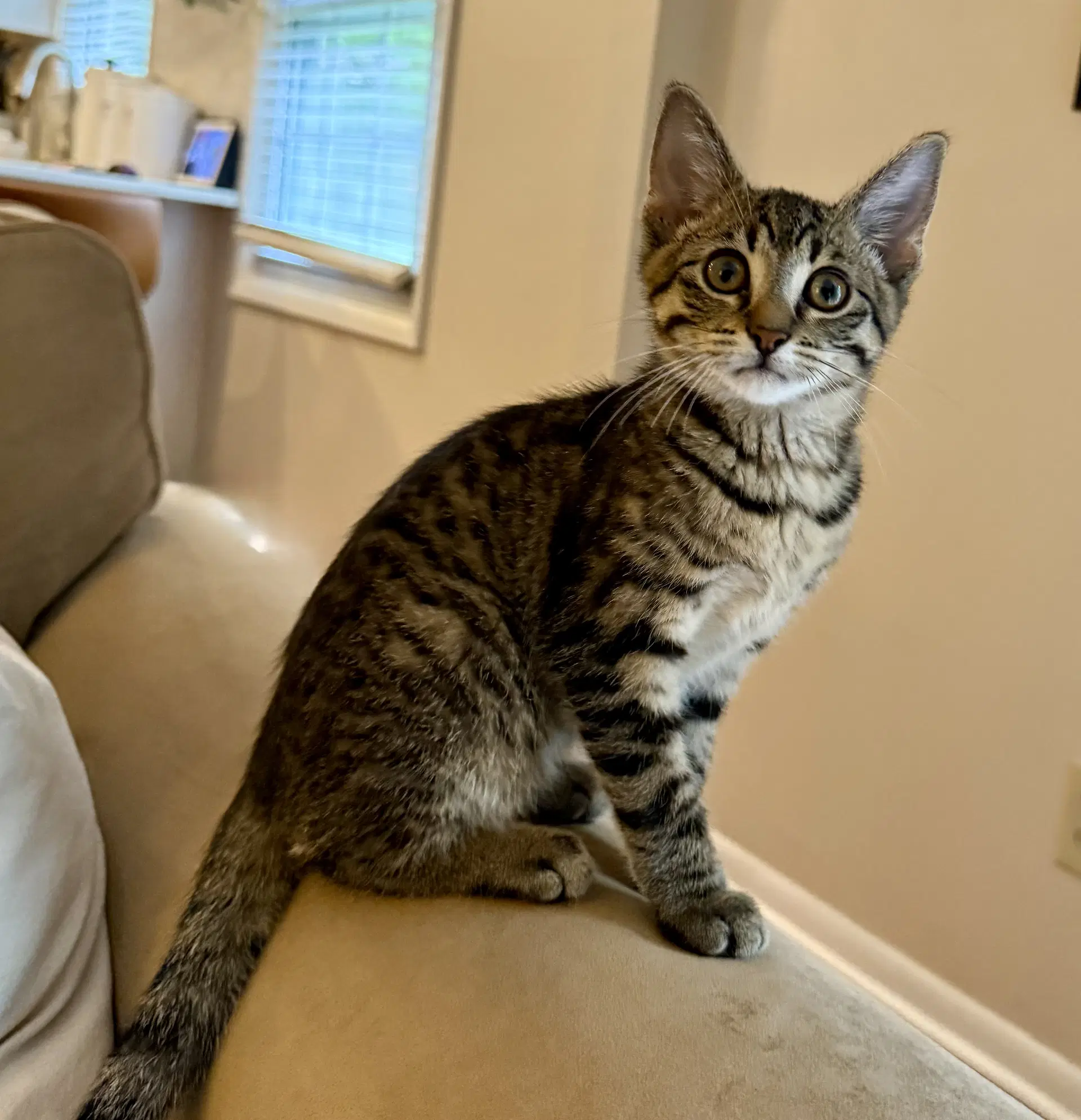 Padfoot - Tabby