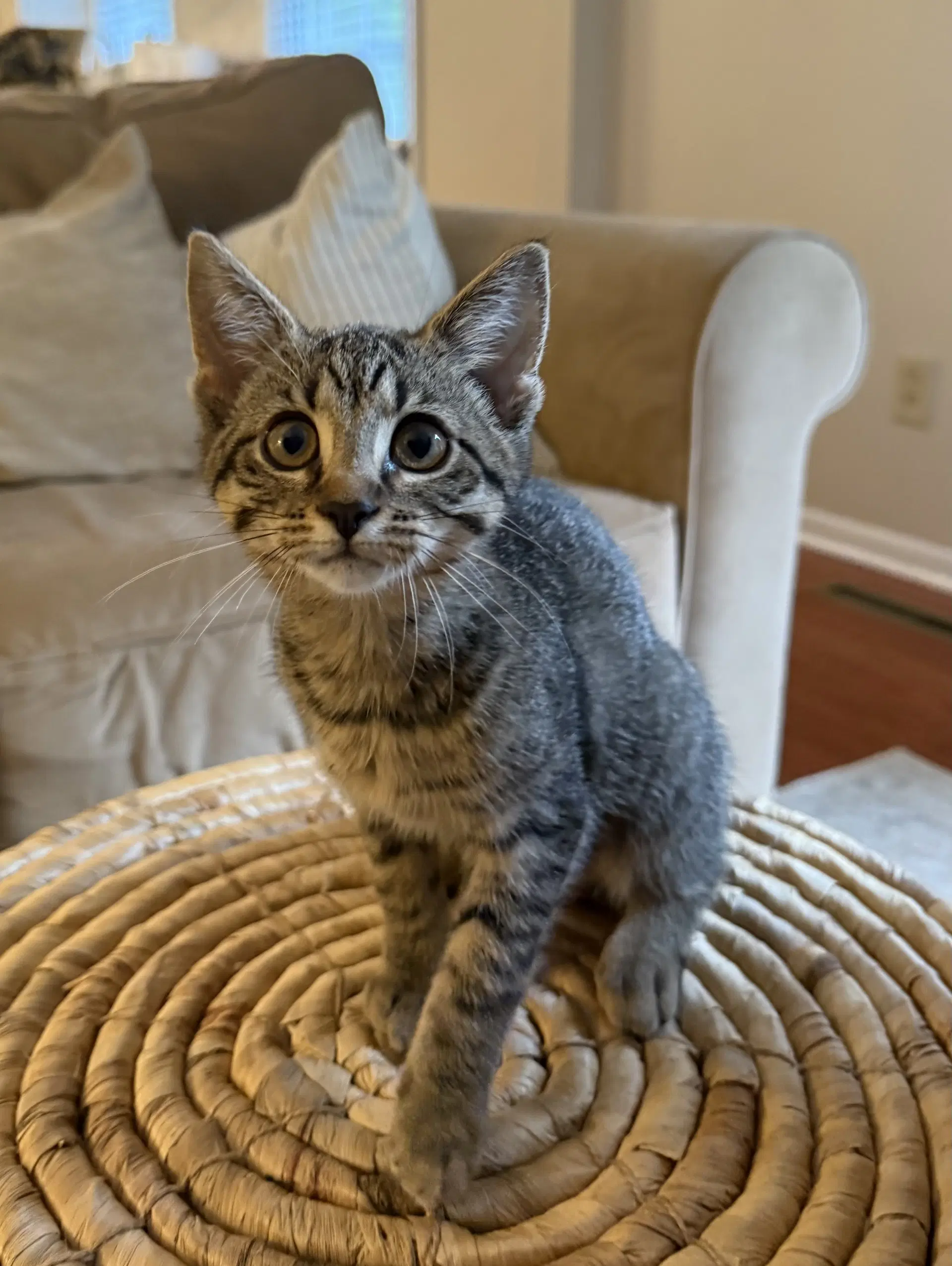 Mooney - Tabby