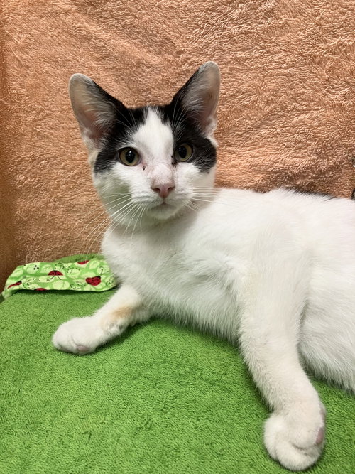 picture of the cat needing adoption